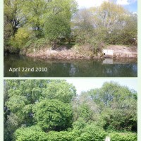 Japanese Knotweed